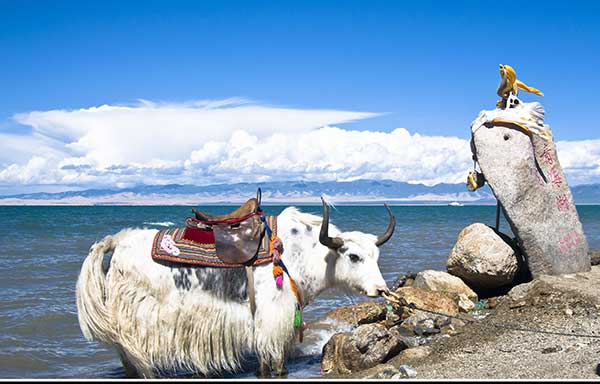 Qinghai Lake