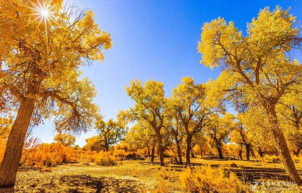 EjinaQi Euphrates Poplar Forest