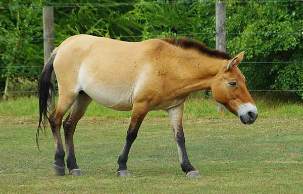 The Mongolian Horse and the Blood-Sweating Stallions